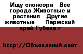 Ищу спонсора - Все города Животные и растения » Другие животные   . Пермский край,Губаха г.